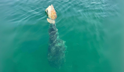 Sea turtles dead qatar fishing net marine environment